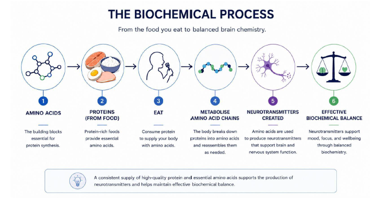The Biochemical Process — from the food you eat to balanced brain chemistry, showing 6 steps: amino acids, proteins from food, eating, metabolising amino acid chains, neurotransmitters created, and effective biochemical balance